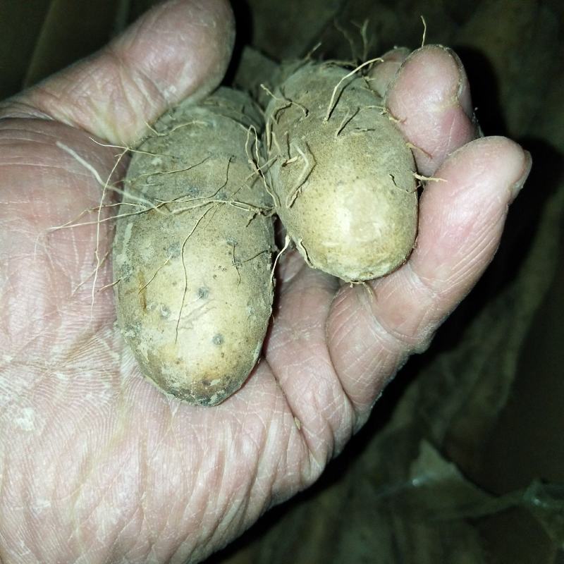 山东济宁白玉山药种大量现货，，质量不错品种纯，白玉豆苗