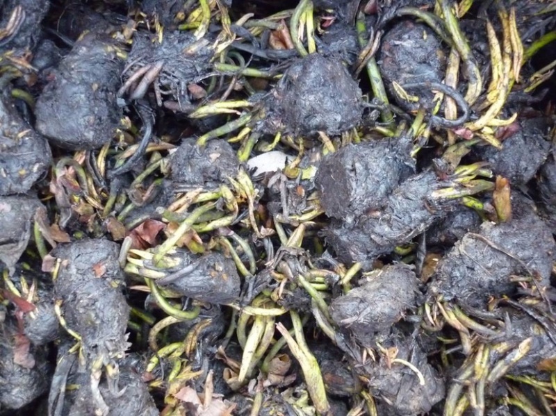 睡莲苗，大量供应，成活率高颜色多多欢迎下单。