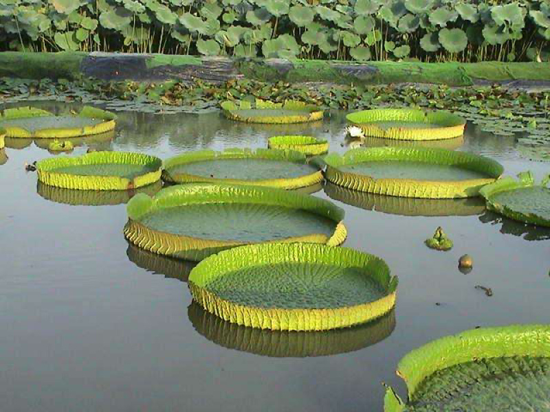 大王莲，品质保证，价格优惠承接湿地公园，河道治理工程
