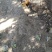 芦花公鸡现货供应河北省廊坊市
