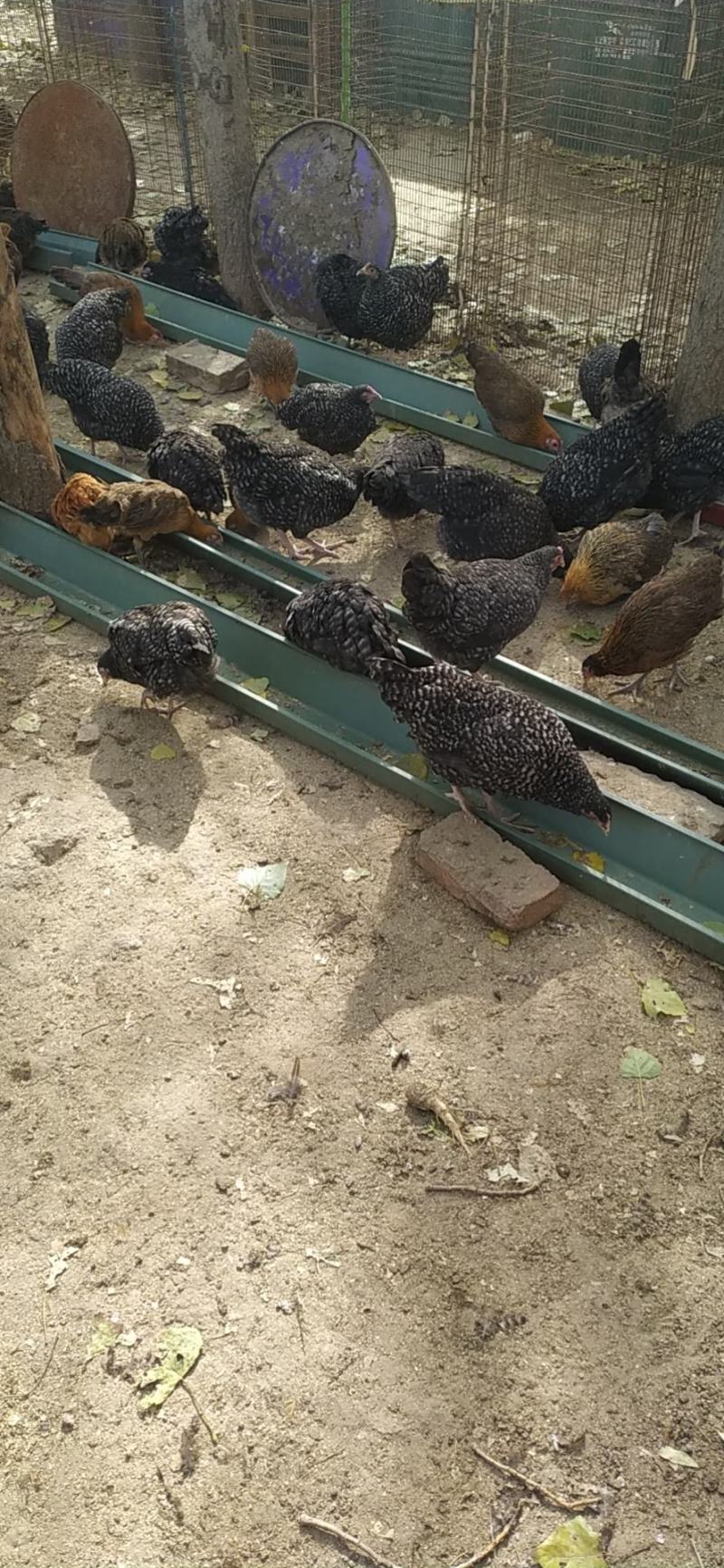 开产绿壳蛋鸡，现货供应量大可议价