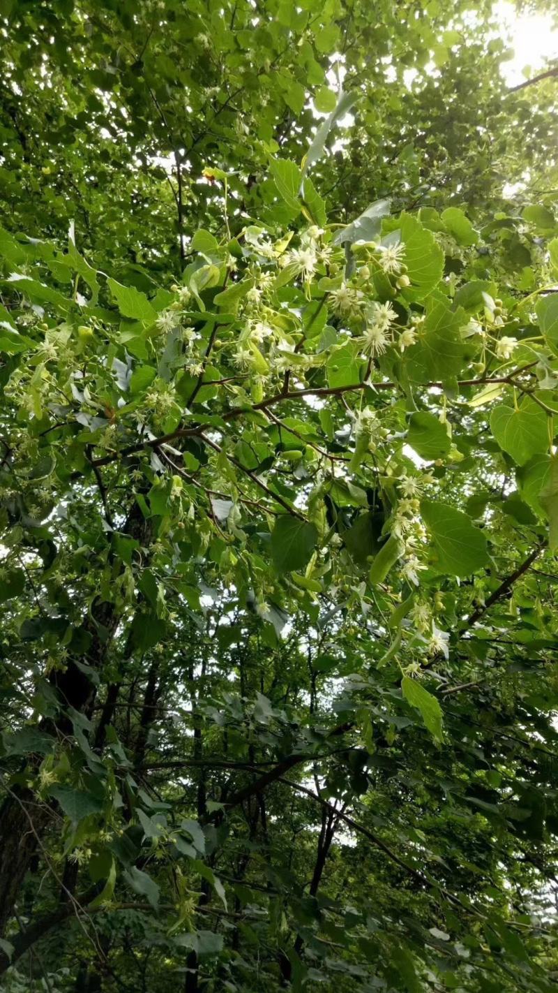 长白山百花蜜，椴树蜜，补充天然激素，让您年轻态，保证质量