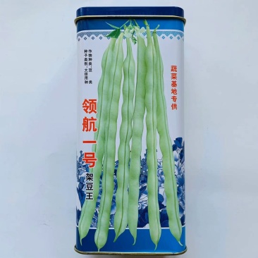 四季豆种子领航一号早中熟豆英嫩白色长圆型口感好无纤维
