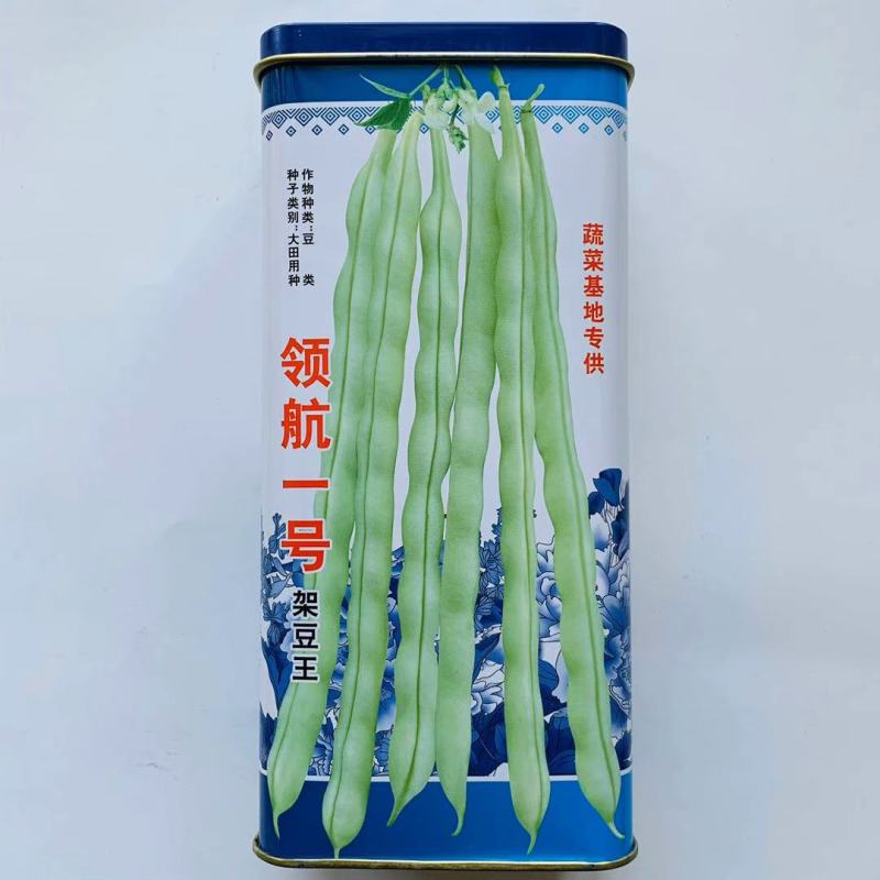 四季豆种子领航一号早中熟豆英嫩白色长圆型口感好无纤维