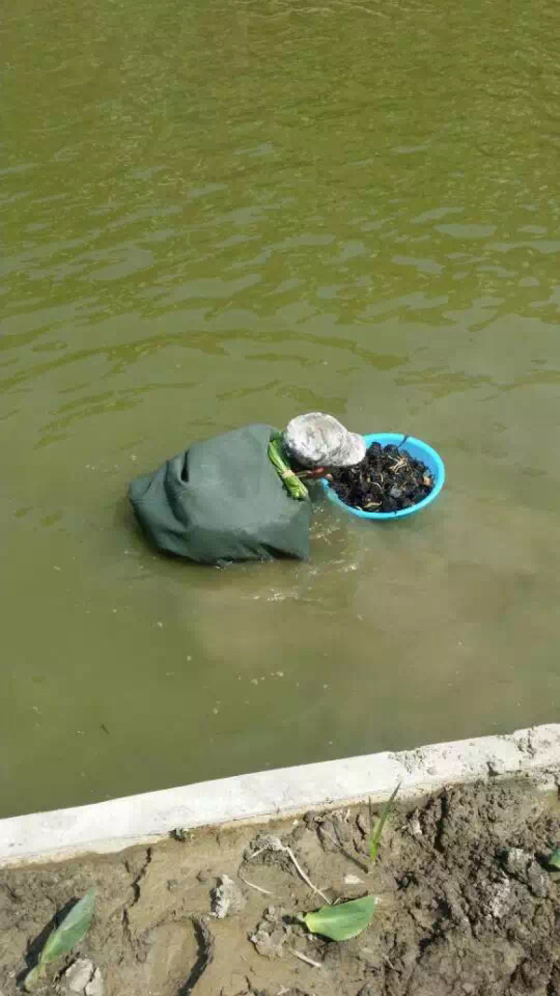 睡莲苗，大量供应，成活率高颜色多多欢迎下单。
