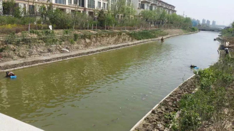 睡莲苗，大量供应，成活率高颜色多多欢迎下单。