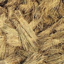 优质稻草，草帘，草支垫，草纤维，垫车草帘，绿化草帘