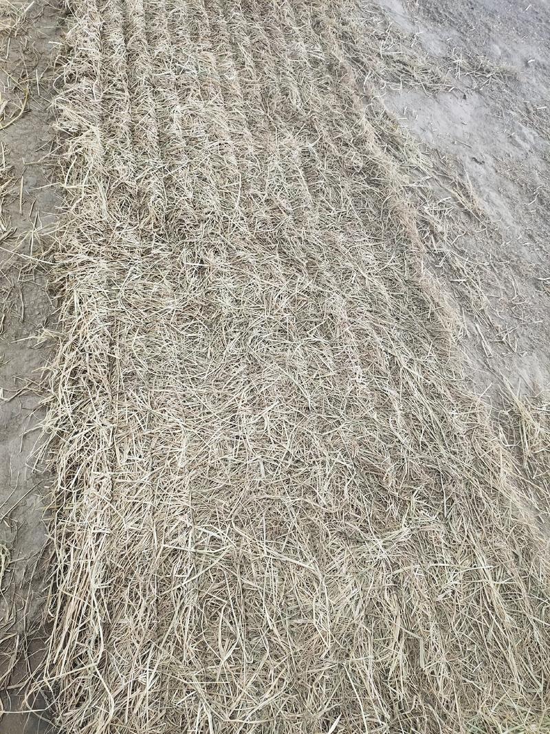 优质稻草，草帘，草支垫，草纤维，垫车草帘，绿化草帘