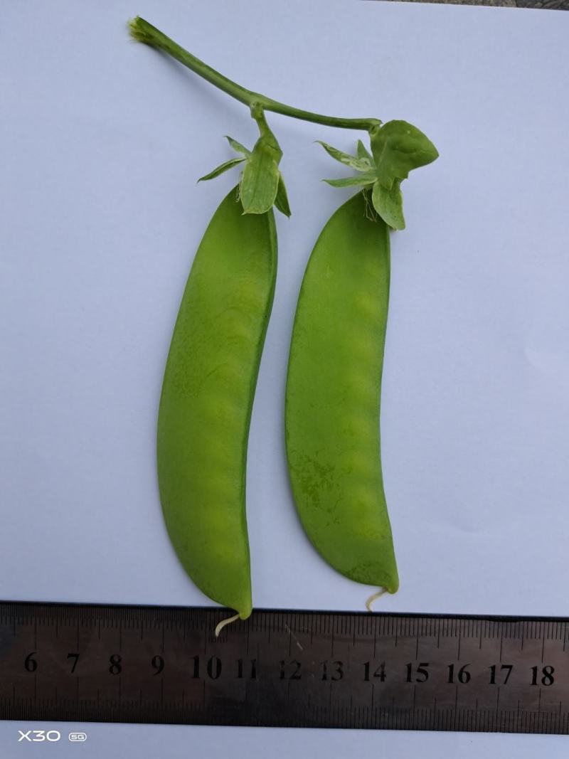 乐美一号（软荚）荷兰豆种子图片视频看货