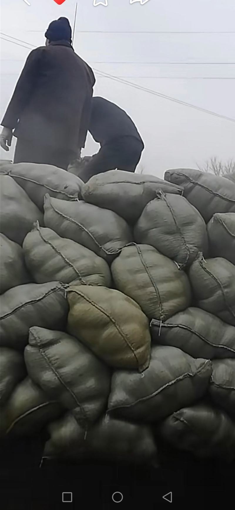羊肚菌菌种试管母种原种栽培种
