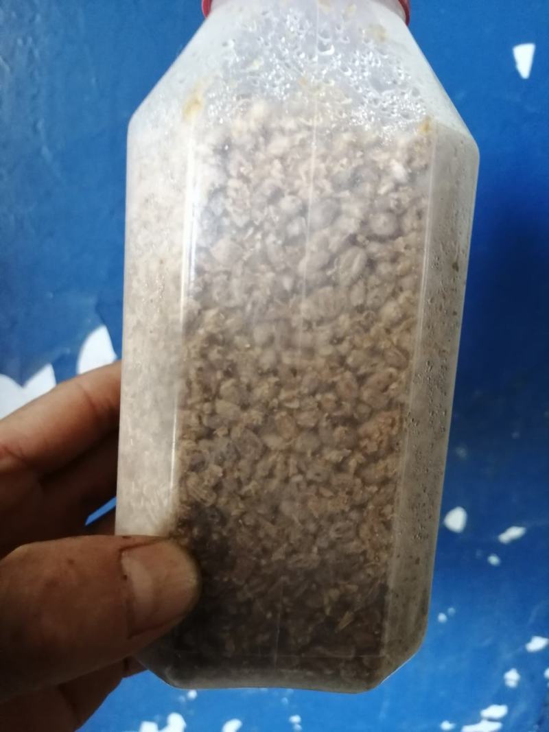 羊肚菌菌种试管母种原种栽培种