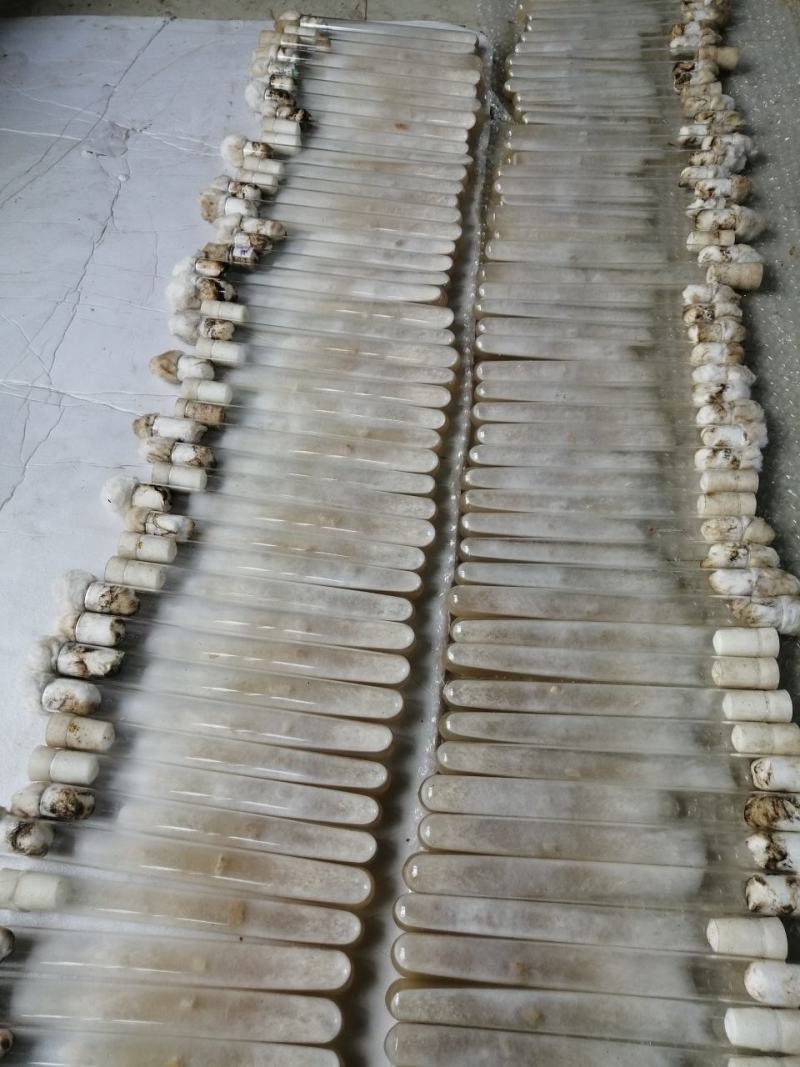 羊肚菌菌种试管母种原种栽培种