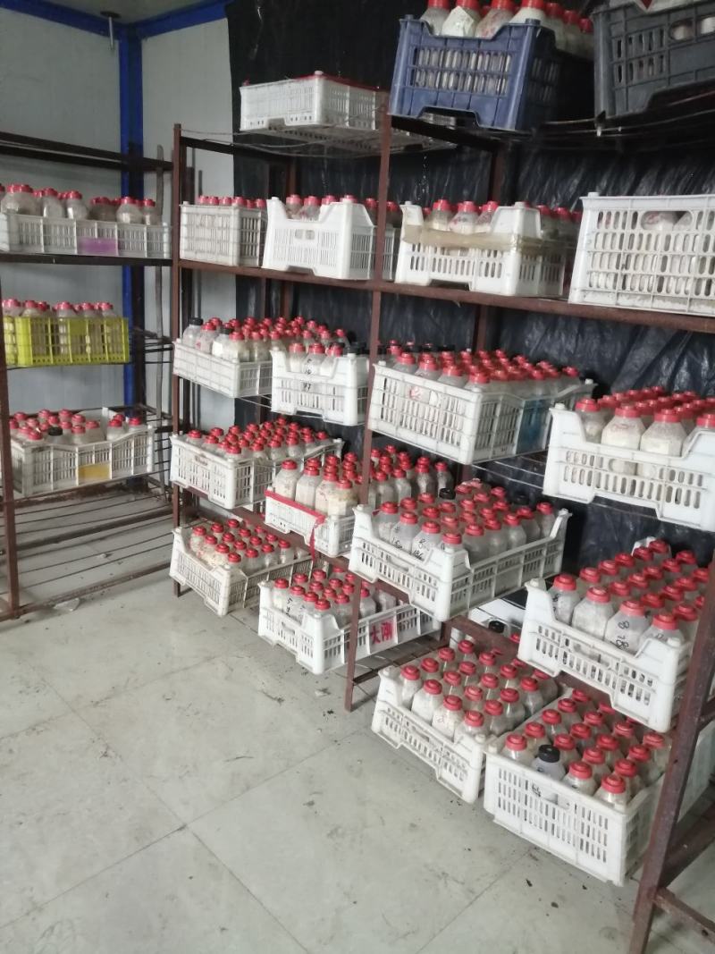 羊肚菌菌种试管母种原种栽培种