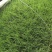 粉黛乱子草，（网红草）专业种植与销售承接湿地工程