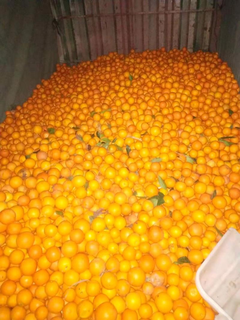 纽荷尔次果橙子🍊