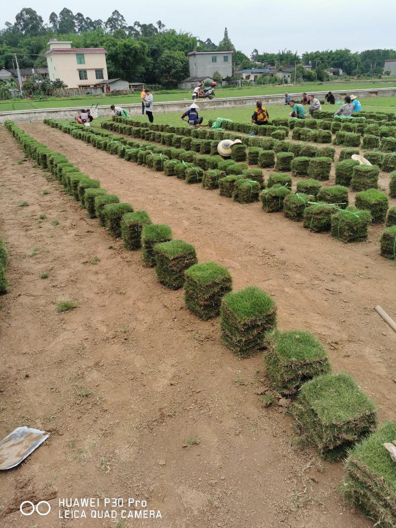台湾二号草坪，自产自销无中间商！批发台湾二号卷