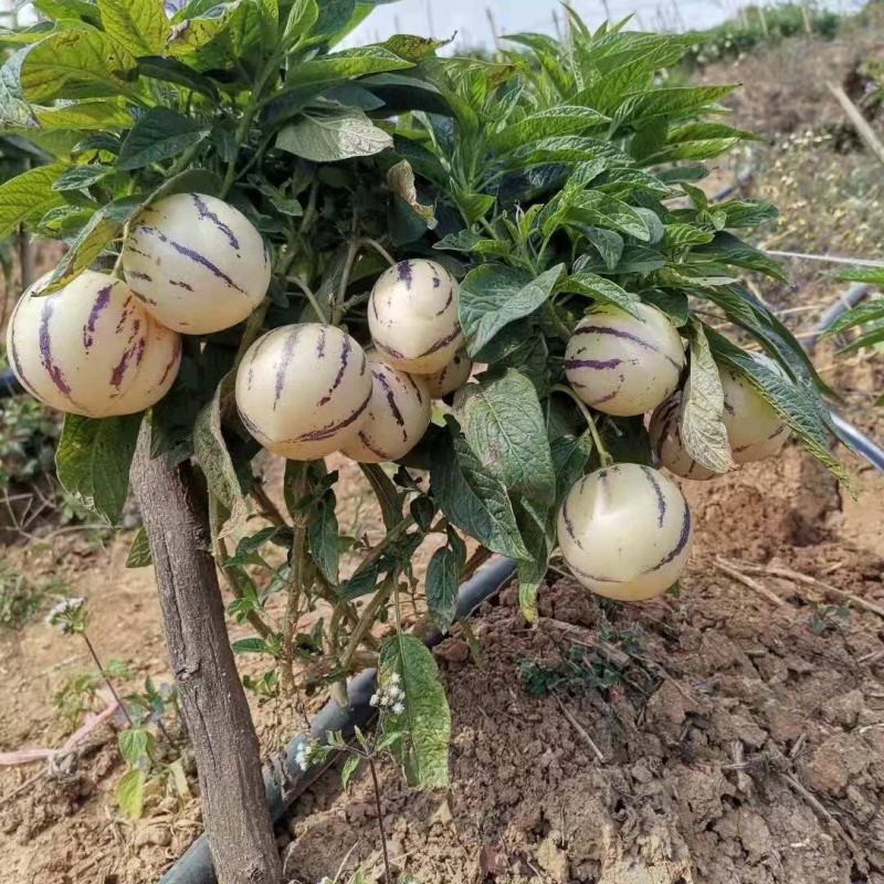 （人参果）云南保山壮壮果业反季节水果批发场地直销量大从优