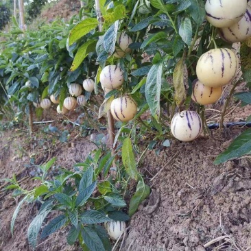（人参果）云南保山壮壮果业反季节水果批发场地直销量大从优