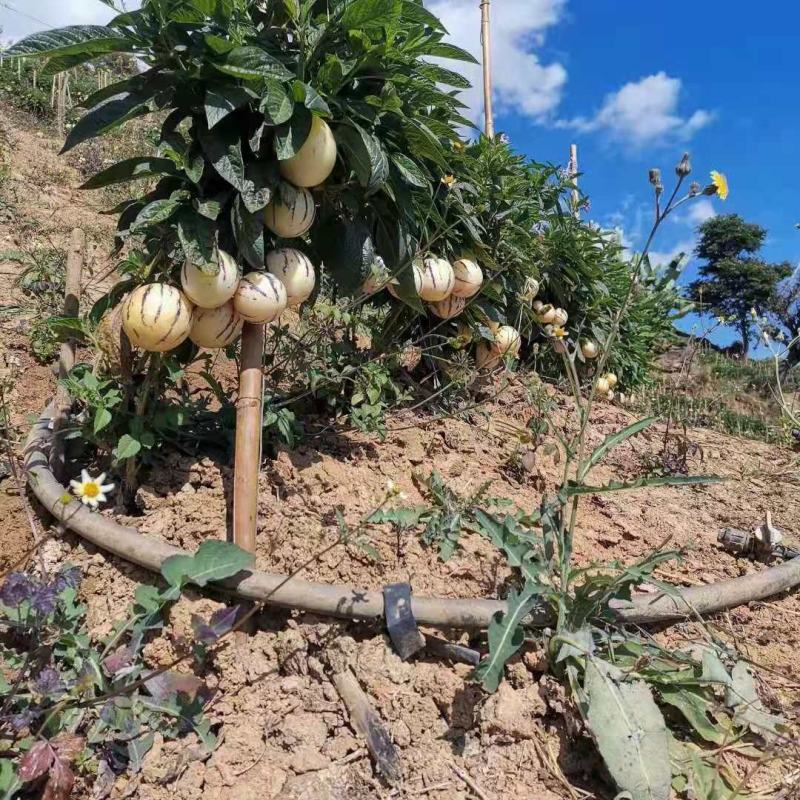 （人参果）云南保山壮壮果业反季节水果批发场地直销量大从优
