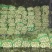 红叶莴笋大量上市支持视频看货当阳市同新果蔬种植专业合作社