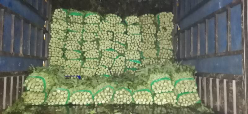 红叶莴笋大量上市支持视频看货当阳市同新果蔬种植专业合作社