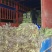 红叶莴笋大量上市支持视频看货当阳市同新果蔬种植专业合作社