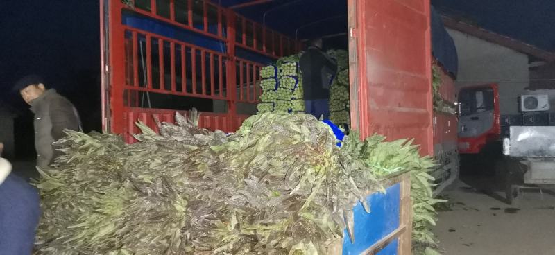 红叶莴笋大量上市支持视频看货当阳市同新果蔬种植专业合作社