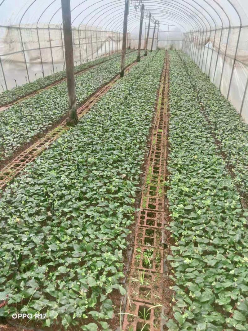 云南火龙珠种苗，基地直达，量大从优，全国接单