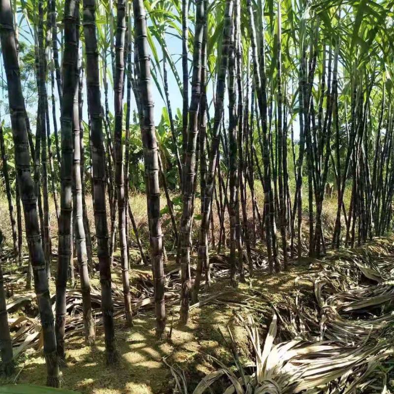 黑皮甘蔗产地直发新鲜上市包邮