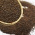 沙棘籽种中药材甘肃野生沙棘籽小果批量走货按量定价量大价优