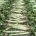 云南莴苣大量上市，谢谢朋友看货，好货天天有老板订货了！