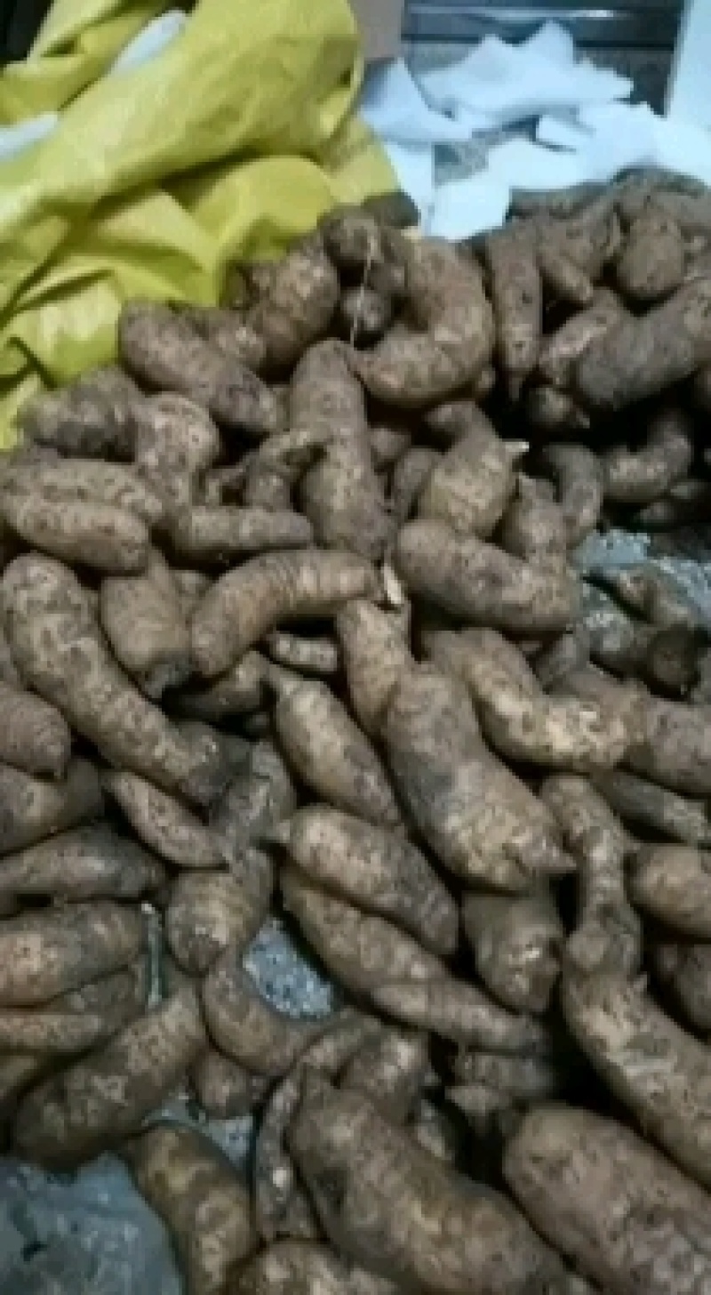 天麻鲜天麻1斤包邮宁强高山冬麻非云南天麻电商一件代发专拍