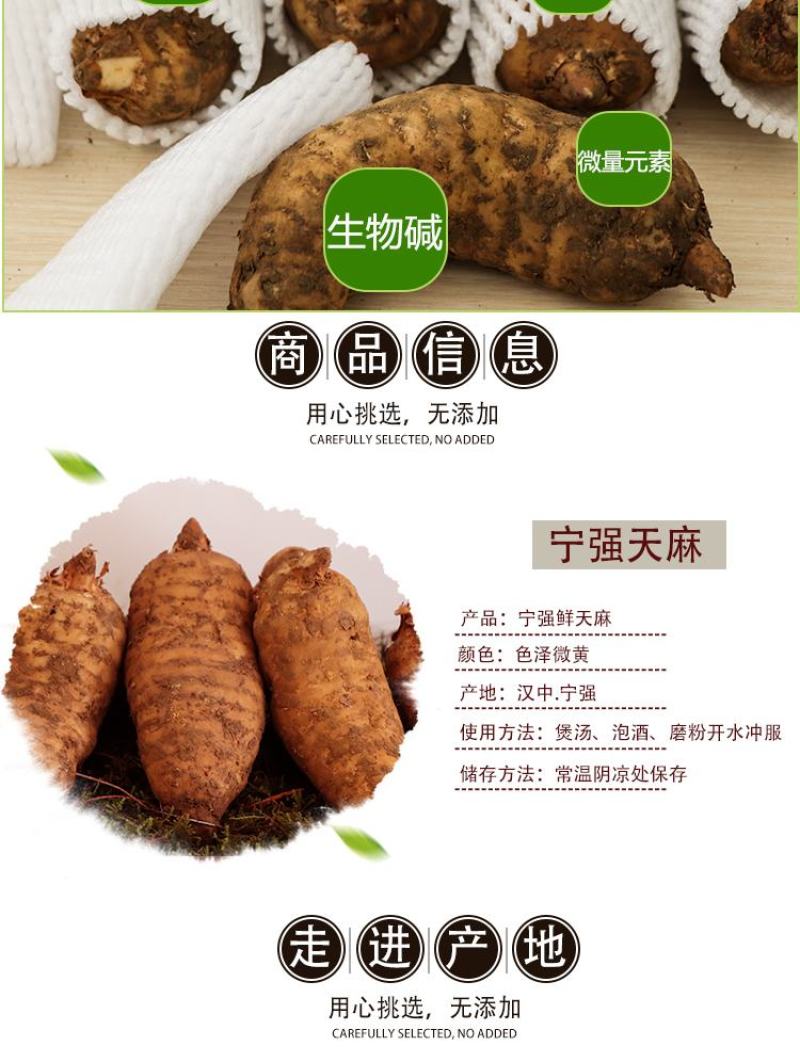天麻鲜天麻1斤包邮宁强高山冬麻非云南天麻电商一件代发专拍