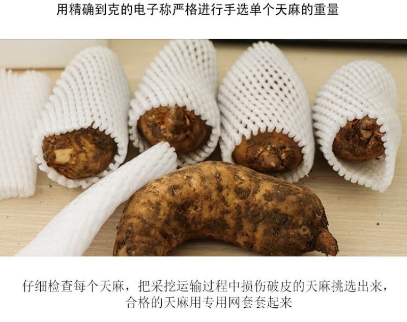 天麻鲜天麻3斤宁强高山树林冬麻非云南天麻电商一件代作专拍