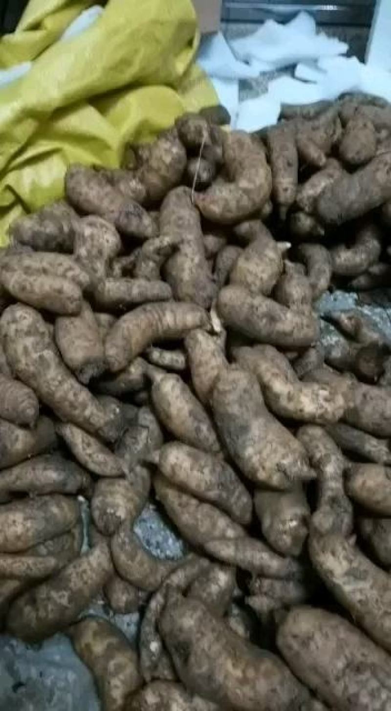 天麻鲜天麻5斤宁强高山树林冬麻非云南天麻电商一件代发专拍