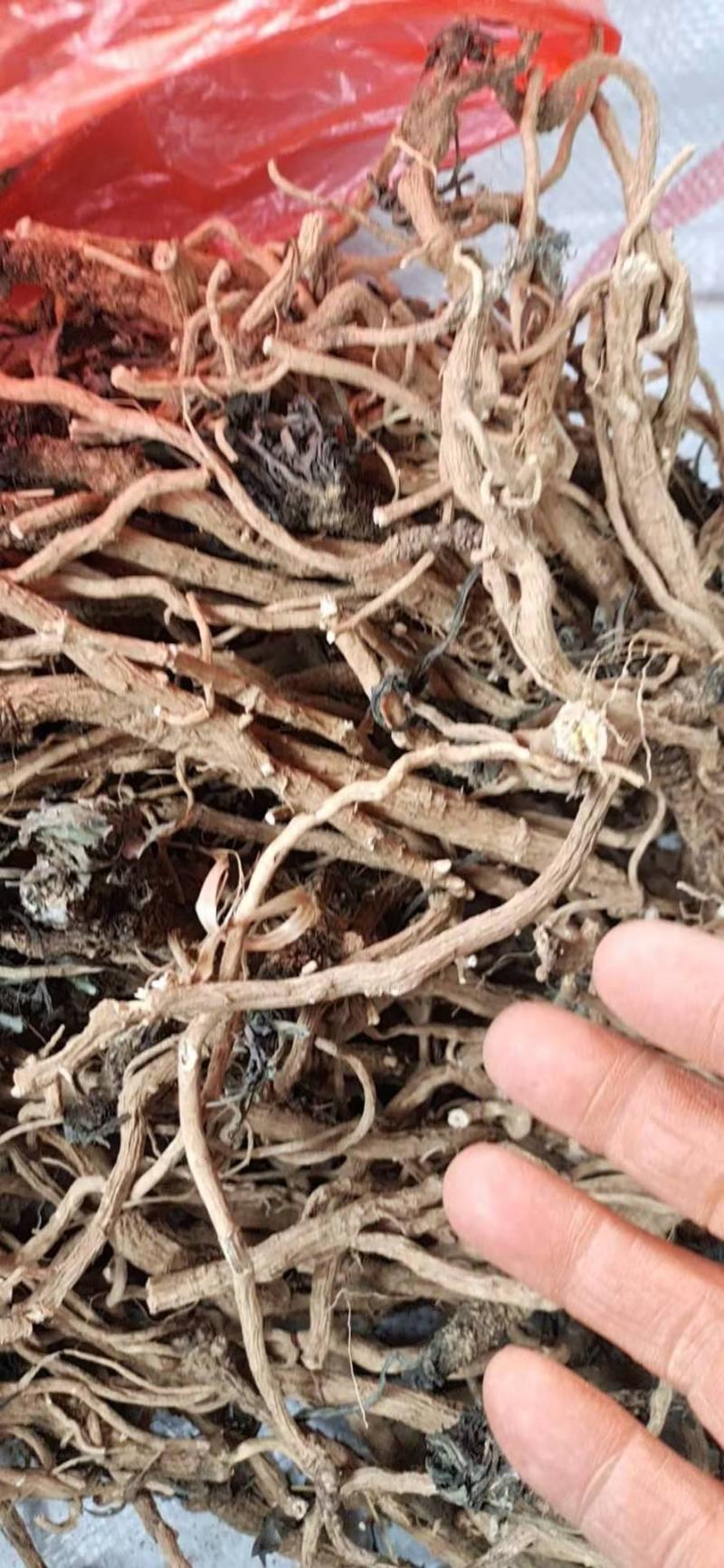 河南禹州干板蓝根十成干