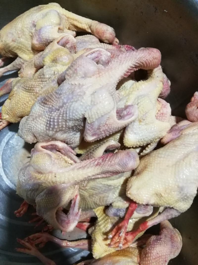 养殖场常年供应老鸽子乳鸽鸽子蛋一手货源自产自销，一件代发