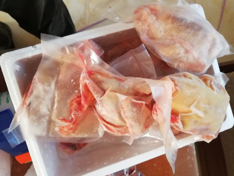 养殖场常年供应老鸽子乳鸽鸽子蛋一手货源自产自销，一件代发