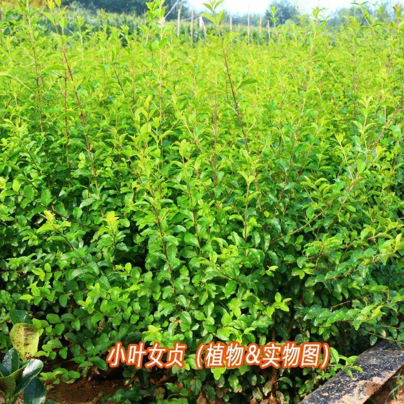 新采绿化树种小叶女贞种子四季常青花花卉绿化工程专业苗四季