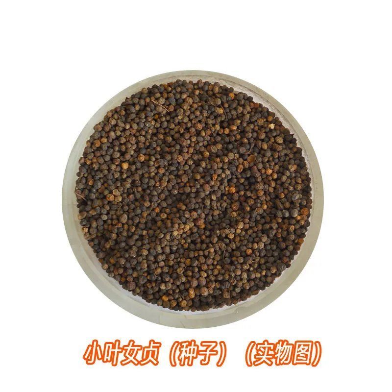 新采绿化树种小叶女贞种子四季常青花花卉绿化工程专业苗四季