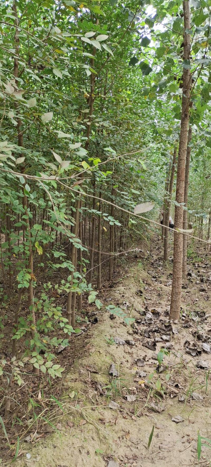 榆树苗，白榆树苗，批发榆树苗，榆树苗基地，家榆树苗