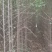 榆树苗，白榆树苗，批发榆树苗，榆树苗基地，家榆树苗