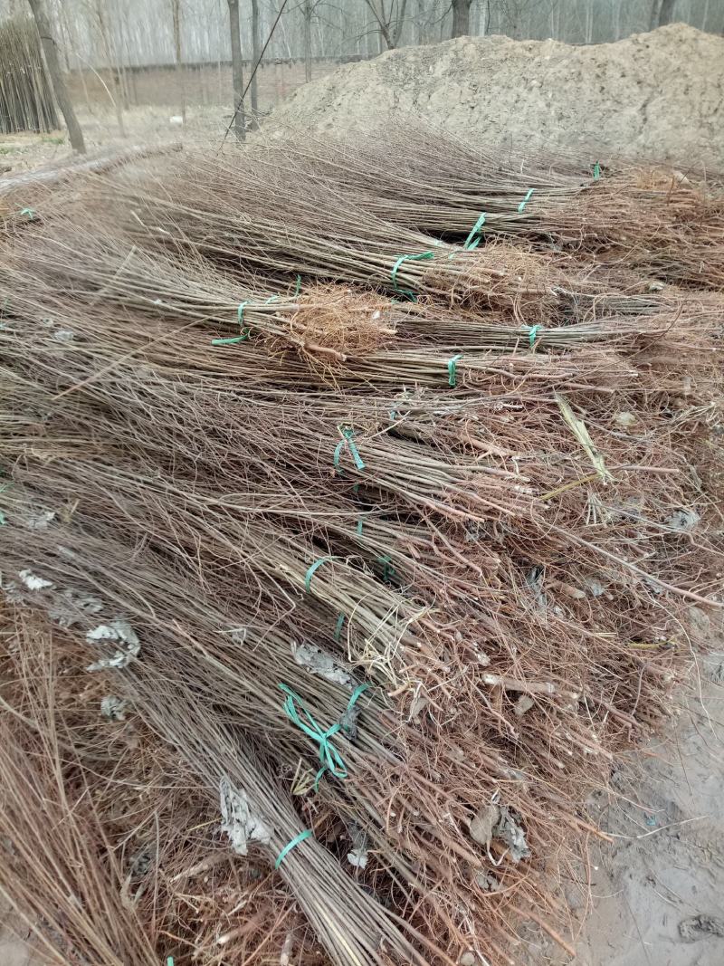 榆树苗，白榆树苗，批发榆树苗，榆树苗基地，家榆树苗