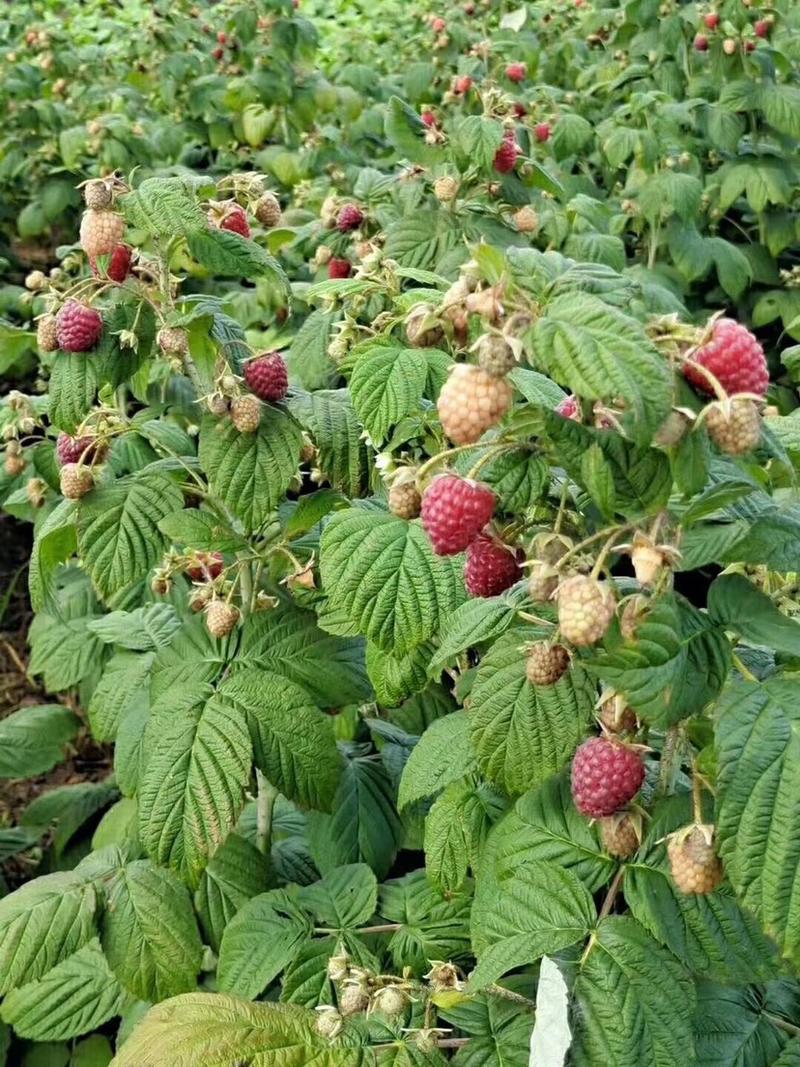 双季树莓苗基地大量出售树莓苗。红树莓。黄树莓。黑树莓