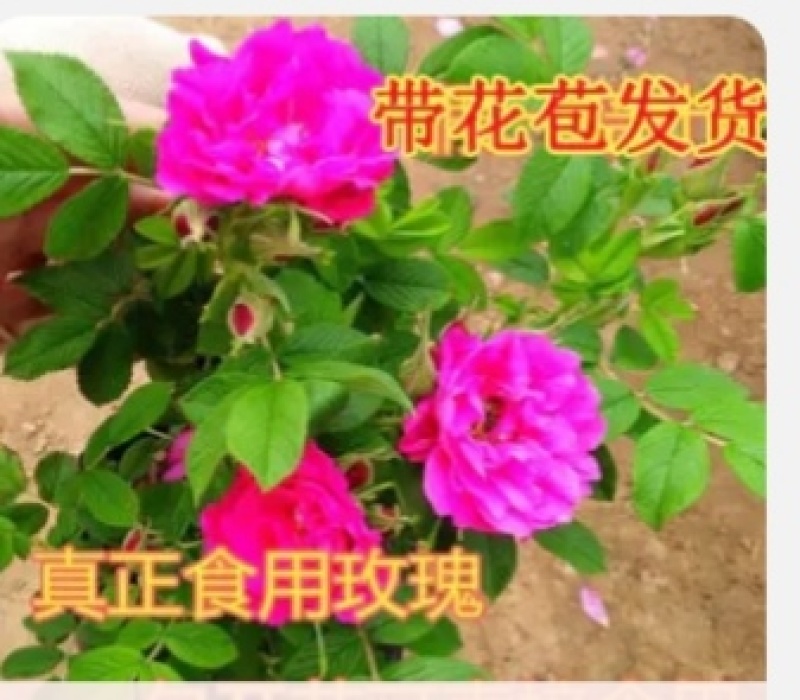 云南浩宇花卉种苗批发