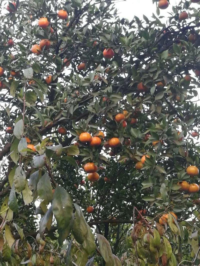 红桔种子红橘种子橘子种子果树砧木嫁接橘子