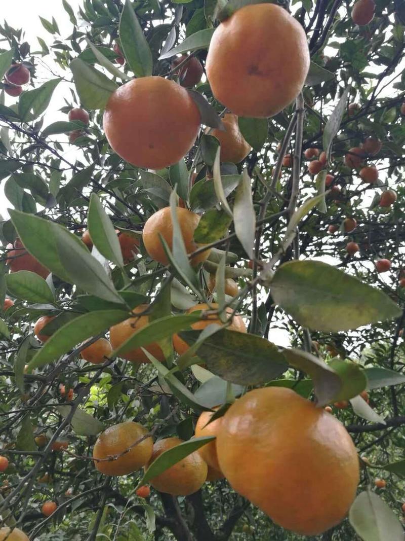 红桔种子红橘种子橘子种子果树砧木嫁接橘子
