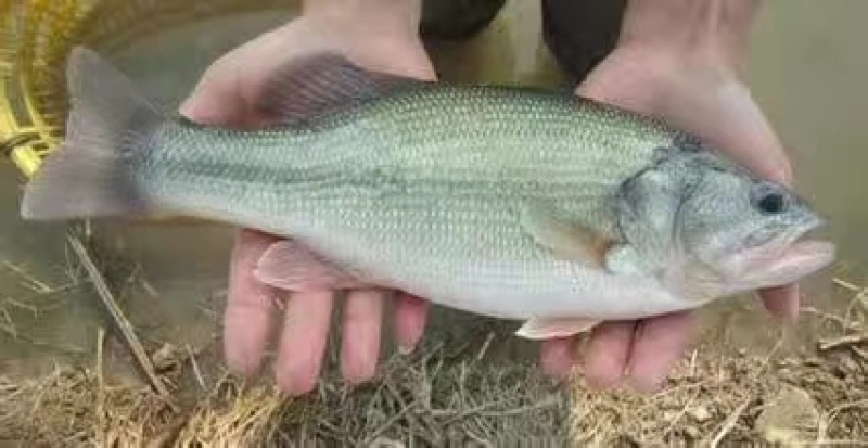 加州鲈鱼苗、优质淡水鲈鱼苗