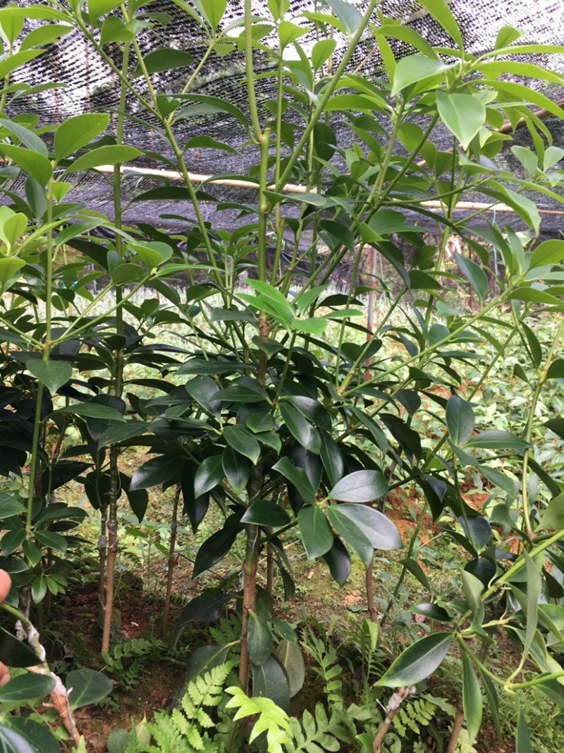 有大量古龙大红八角苗出售基地直销想种植的可以看看
