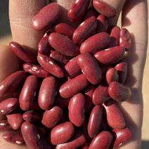 红腰豆，英国红昆明发货，精选货，颗粒饱满均匀，颜色鲜艳